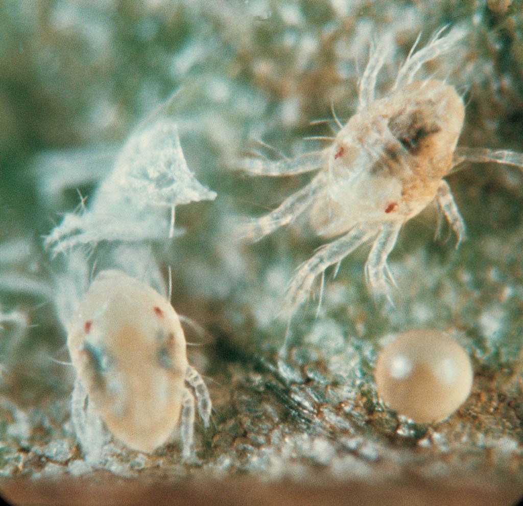 Larven und Ei der Bohnenspinnmilbe (Tetranychus urticae).
Two-spotted spider mite egg and larvae (Tetranychus urticae).