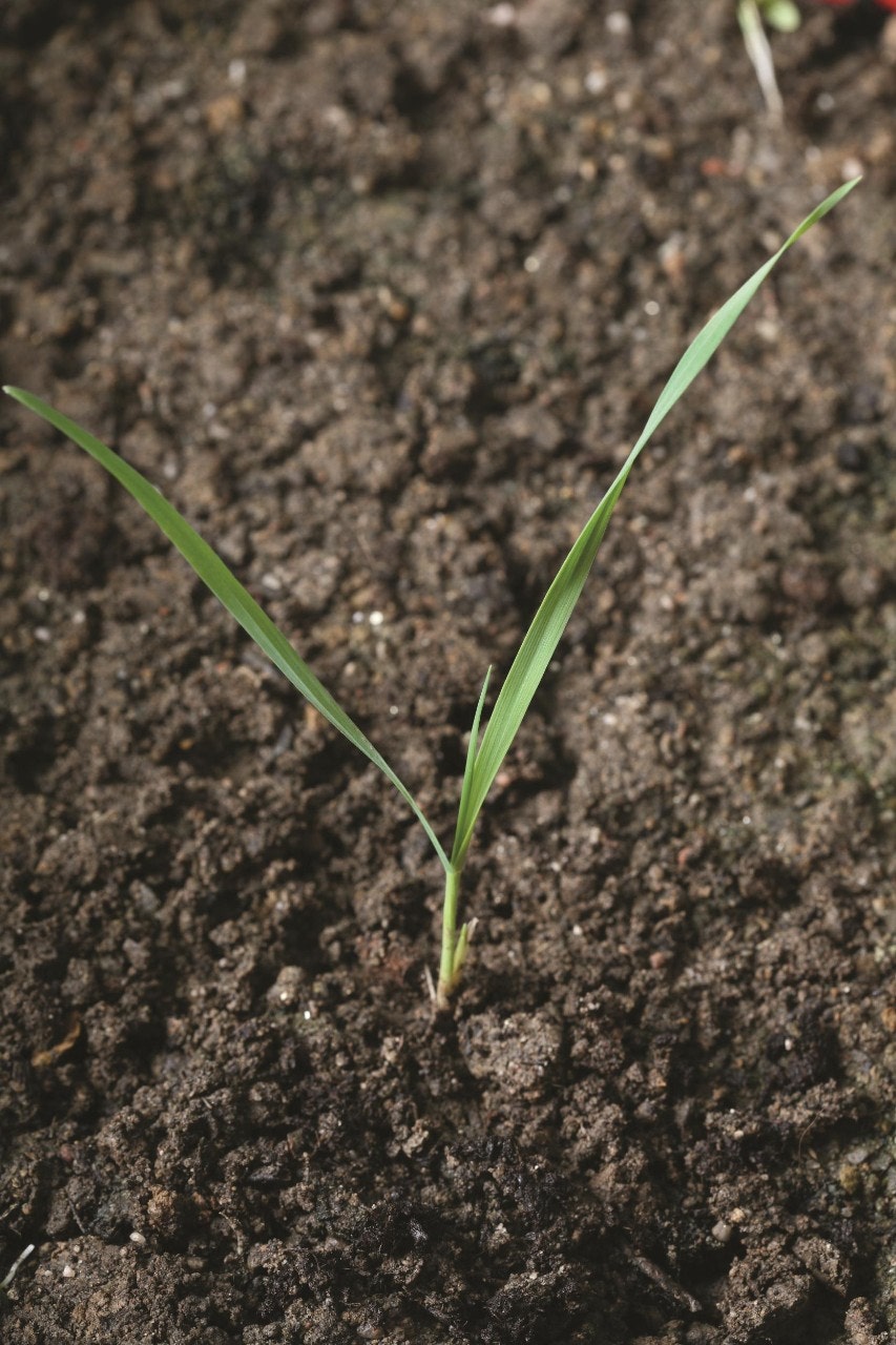 Wild oat with first true leaf